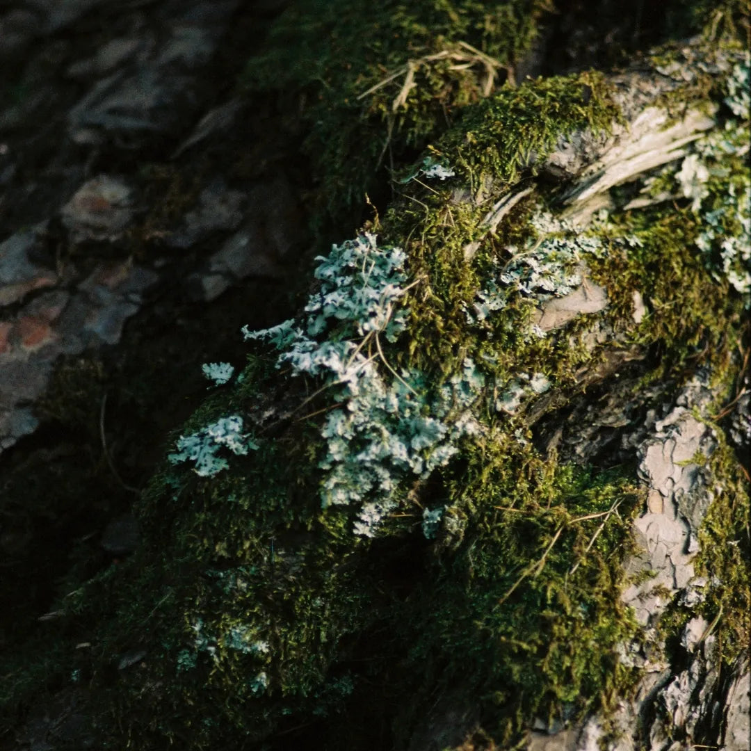 Perfumer H:Pot Pourri & Oil 100ml/MOSS パフューマーH ポプリ&オイル100ml/モス